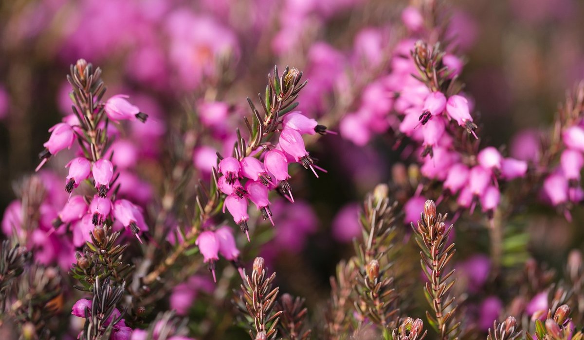 A beginner's guide to photographing heathland at dawn