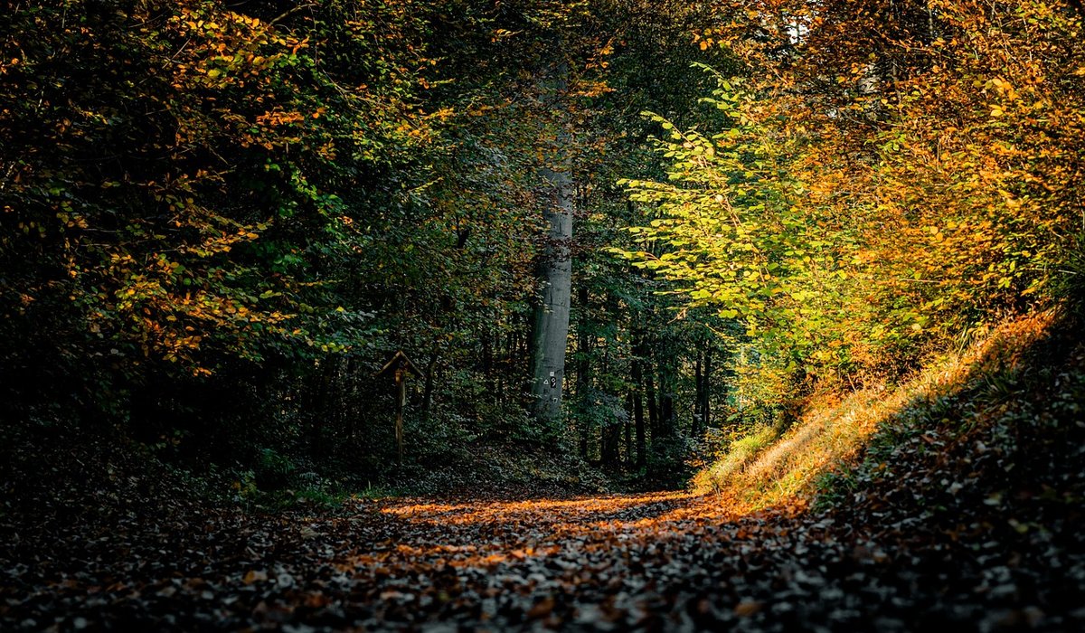 A guide to night walks and stargazing on the heath