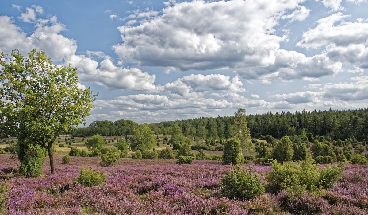 Foraging for bilberries responsibly on heathland
