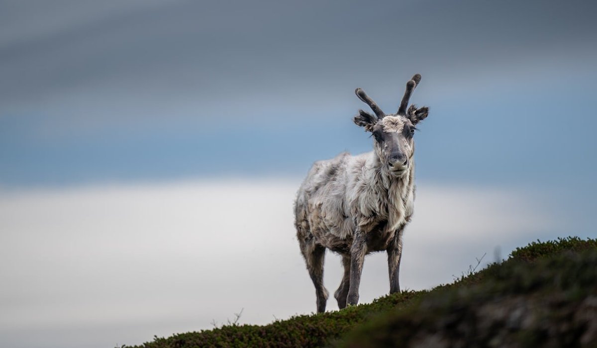 How climate change affects heathland plant life
