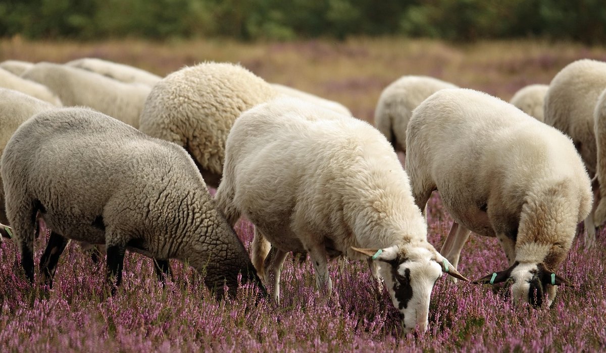 How to create a wildlife-friendly garden inspired by heath