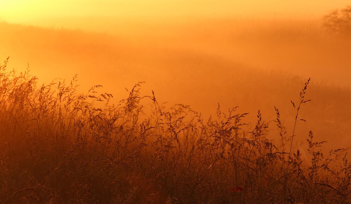 How to identify common heather and its uses