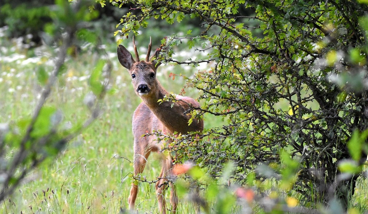 Protecting ground-nesting birds during breeding season