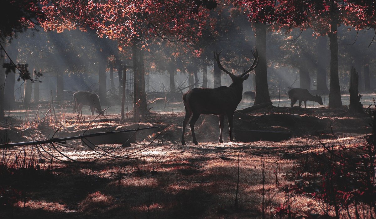 The cultural history of heathland in British literature