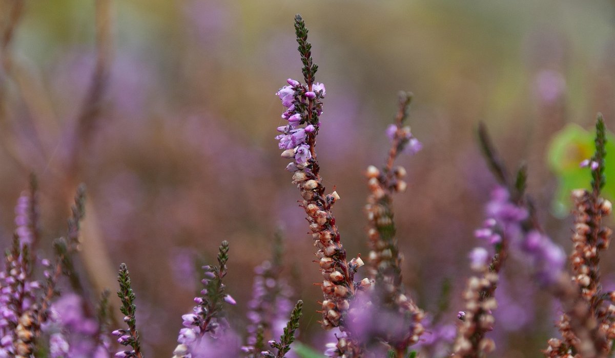 Why controlled burning helps preserve heath habitats